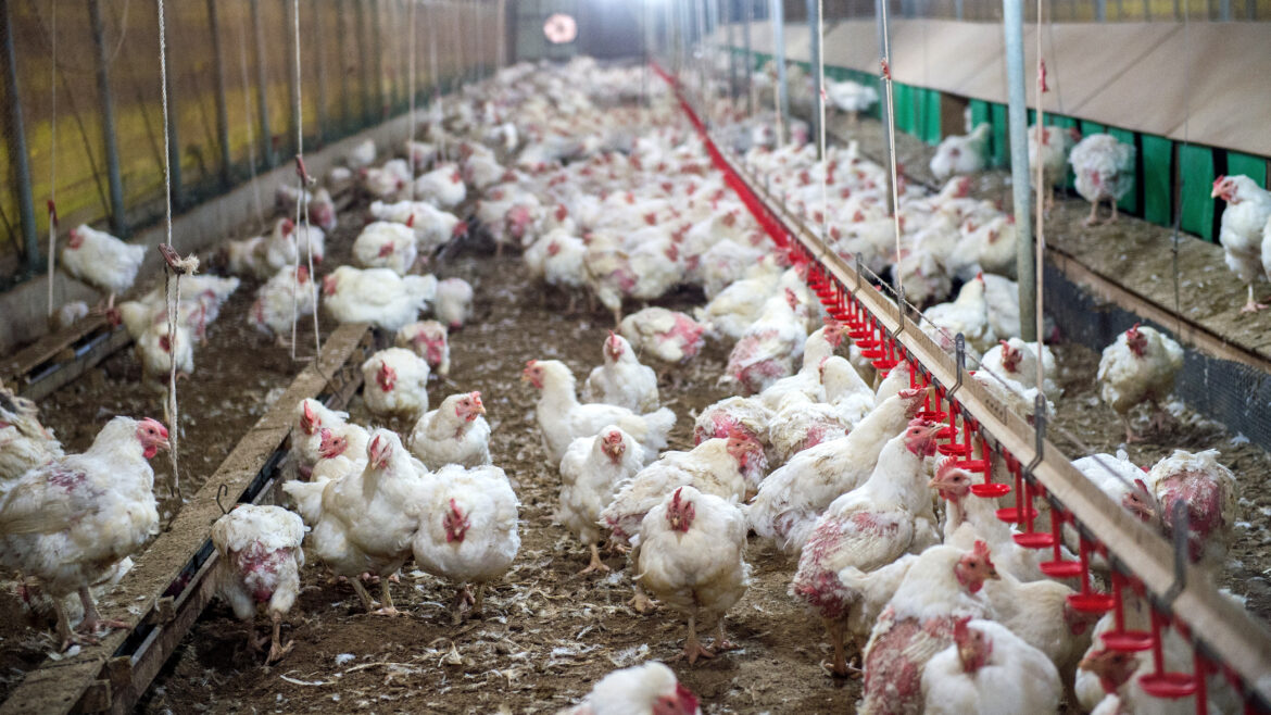 Sick chicken or Sad chicken in farm,Epidemic, bird flu, health problems.