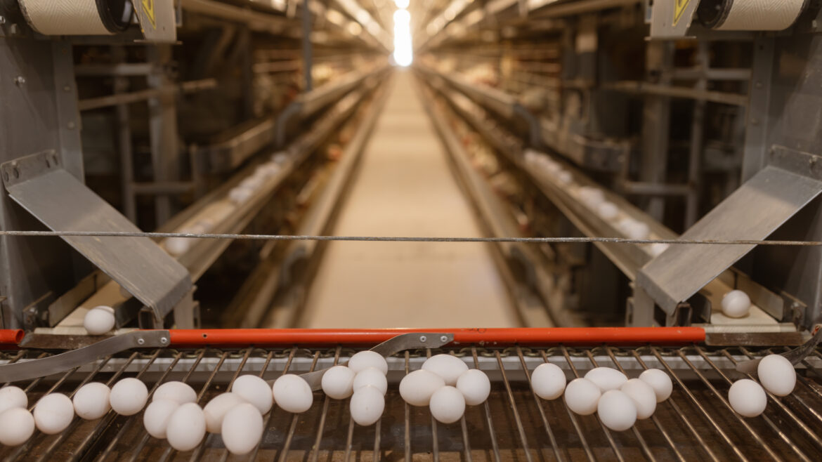 egg factory plant agriculture poultry chicken farm