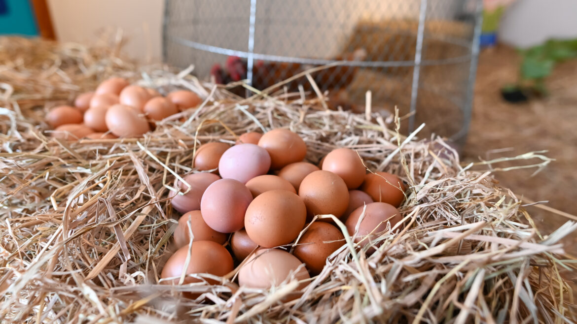 Several chicken eggs It is a product of organic chicken farming. Get protein every day